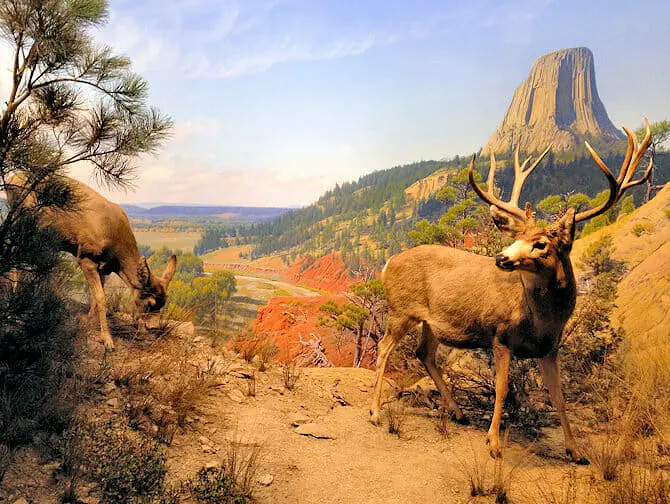 AMNH i New York - Diorana Wildlife