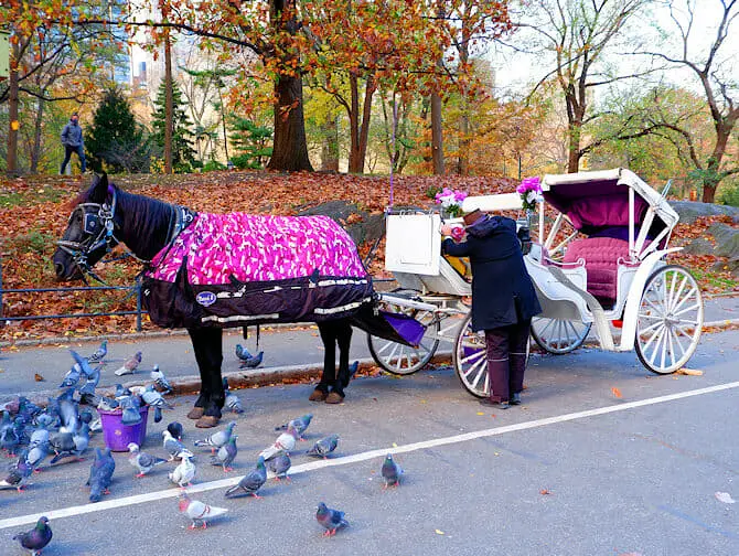 Häst och vagn i Central Park - guide
