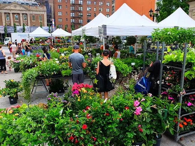 Marknader i New York - Växter på Union Square