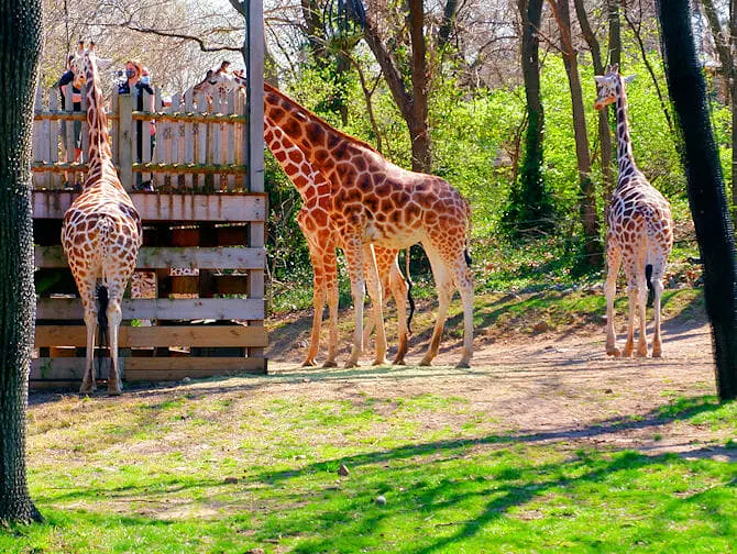 Bronx Zoo i NYC Giraffer