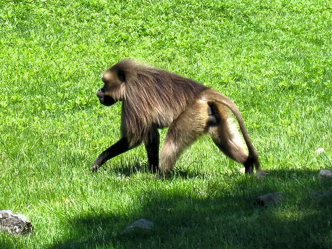 Bronx Zoo i NYC - Apa