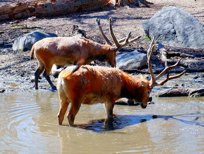 Bronx Zoo i New York - Djur som dricker