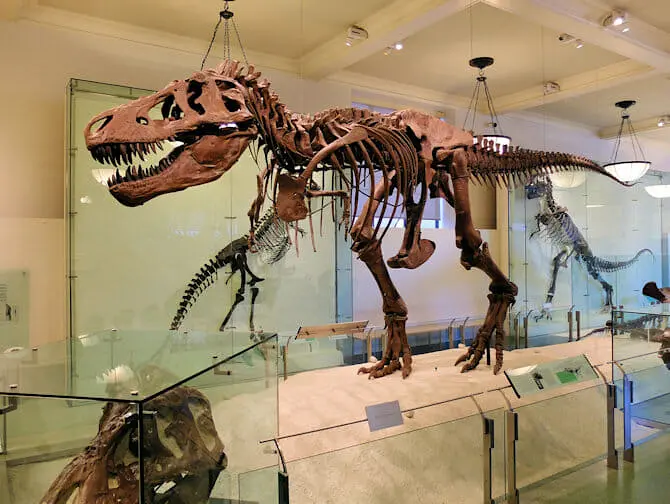 American Museum of Natural History i New York - Dinosaur