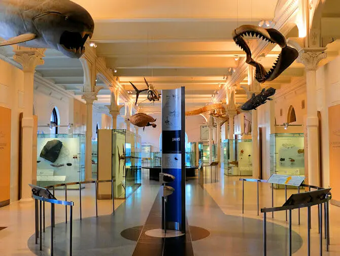 American Museum of Natural History i New York - Empty Tour