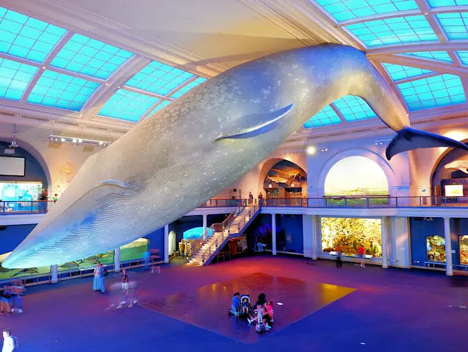 American Museum of Natural History i New York - Ocean Life