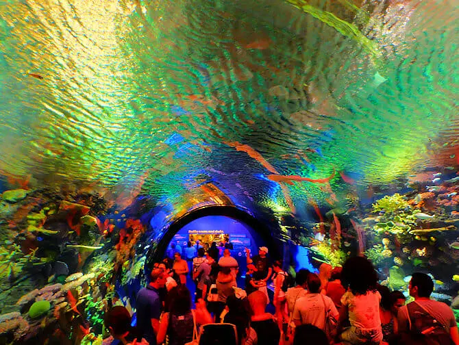 New York Aquarium - Korallrev