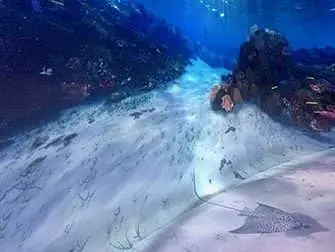 National Geographic Encounter Ocean Odyssey - Under ytan
