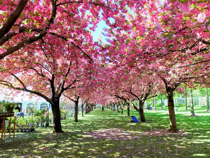 Botanical Gardens i New York - K&ouml;rsb&auml;rsblomning