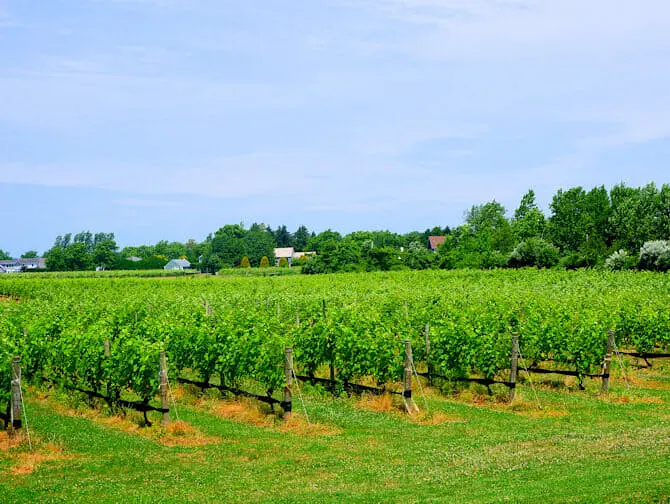 Dagsresa till Hamptons - Vin