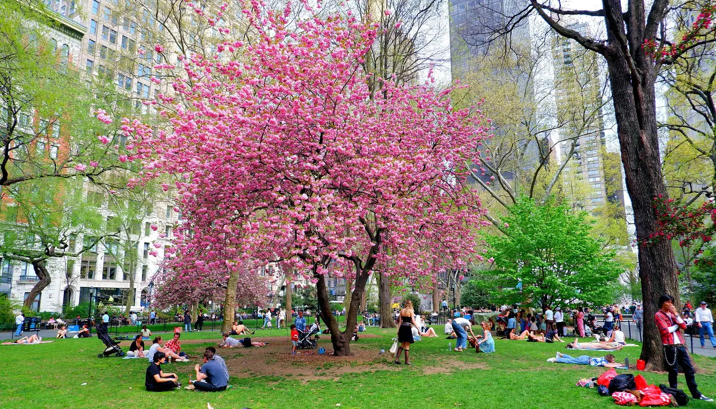 Madison Square Park i New York - Plats där New York-bor kopplar av